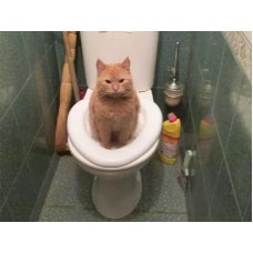 Туалет для кошек Citi Kitty