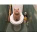 Туалет для кошек Citi Kitty